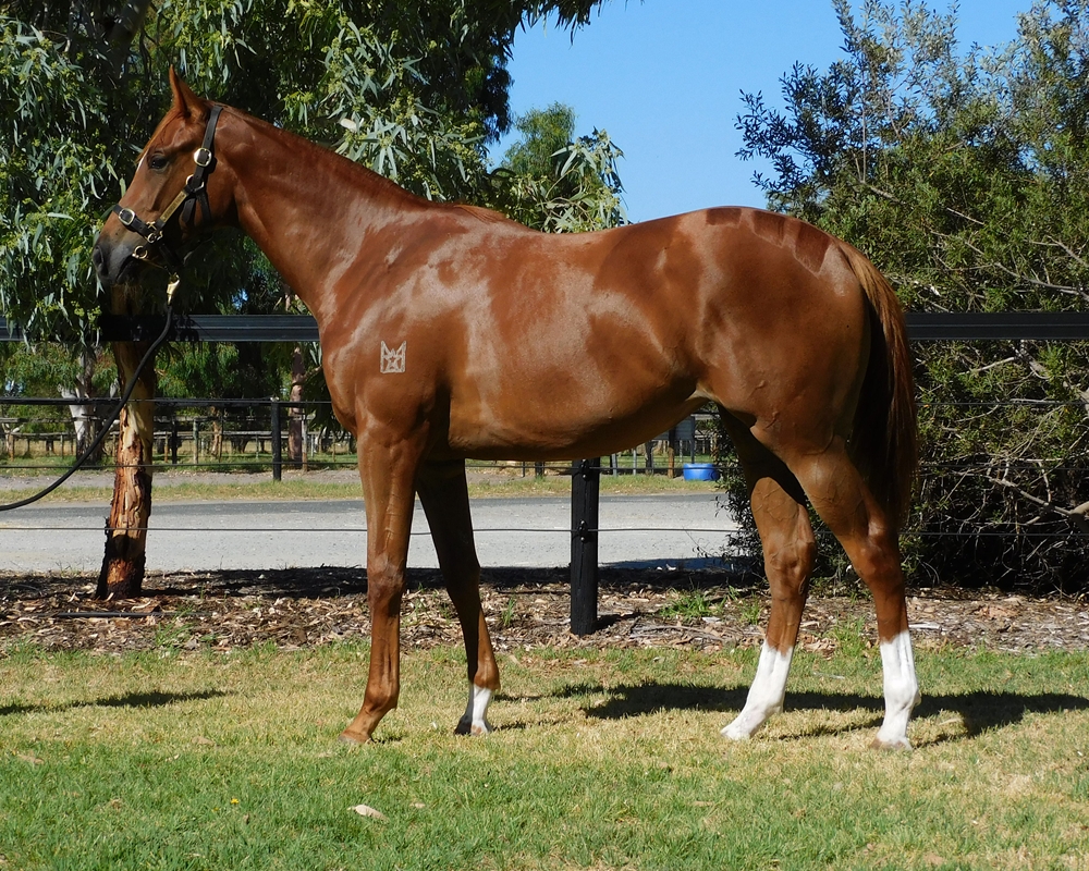 Capitalist (AUS) / Succeed Indeed (AUS) 2024 Filly - Image 1