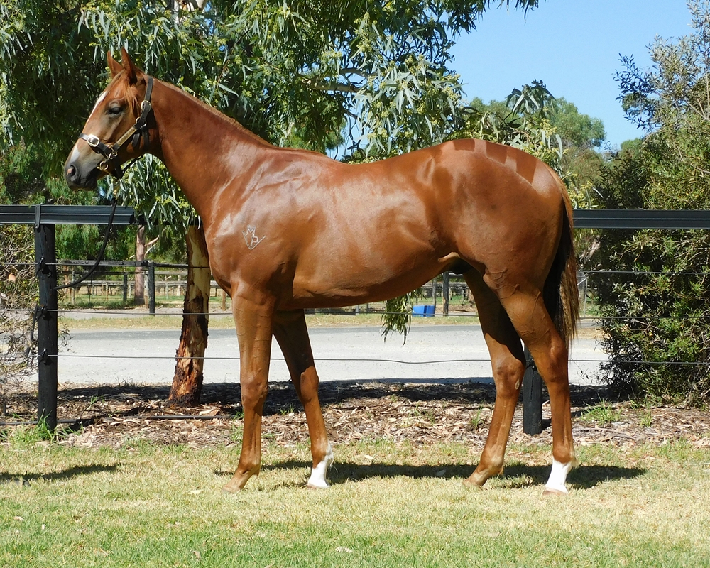Marine One (AUS) / Sweet Little Lies (AUS) 2024 Colt - Image 1