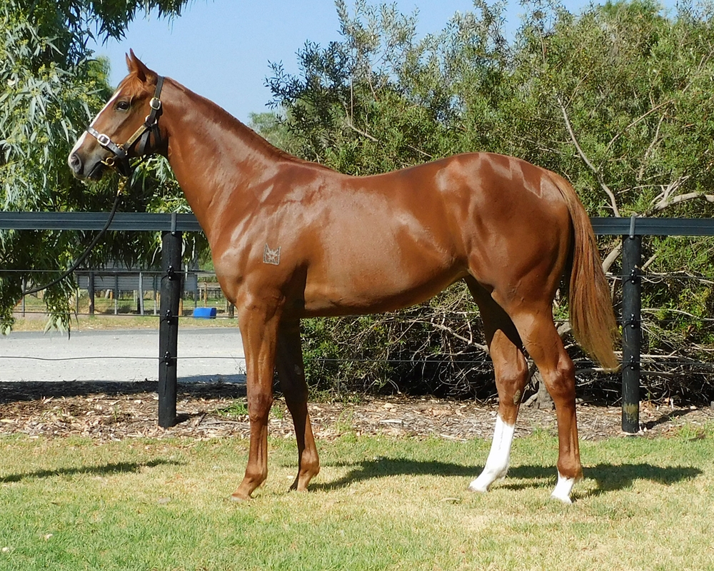 Time to Reign (AUS) / Writ Large (AUS) 2024 Filly - Image 1