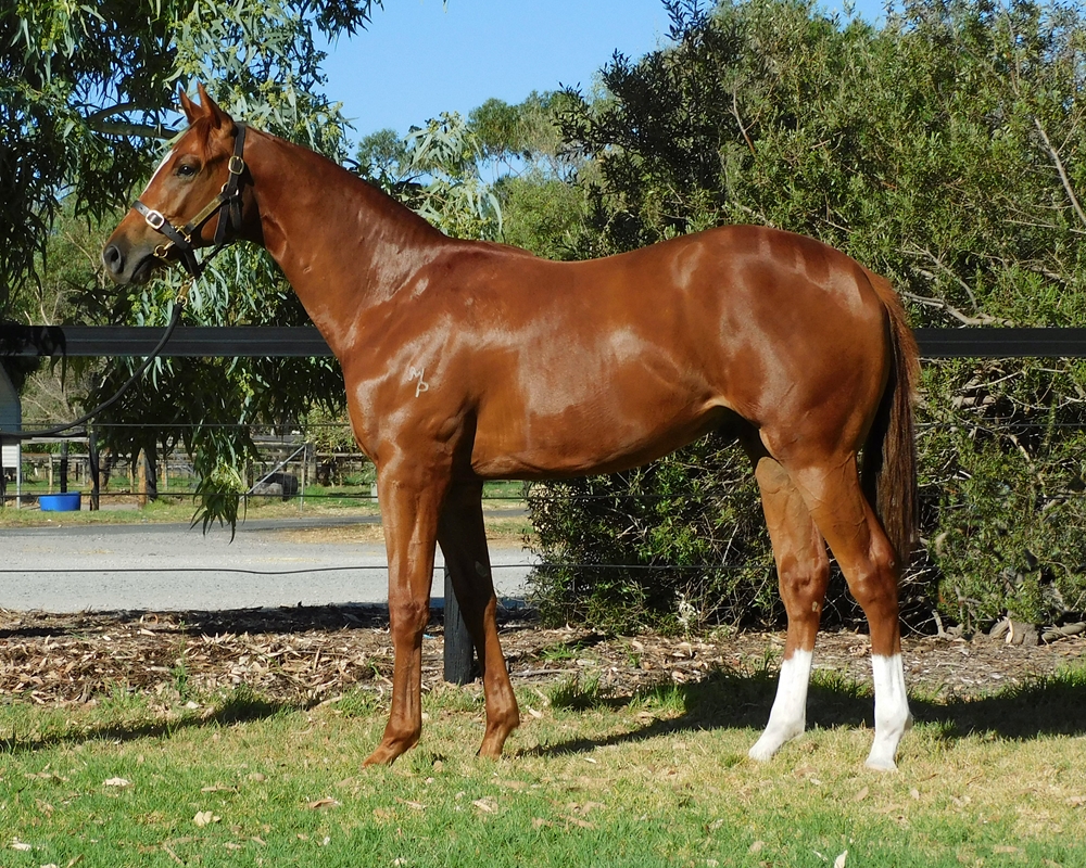 Marine One (AUS) / Clarecastle (AUS) 2024 Colt - Image 1