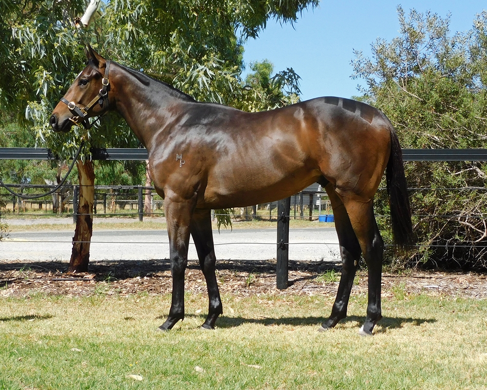Marine One (AUS) / Coast to the Post (AUS) 2024 Colt - Image 1
