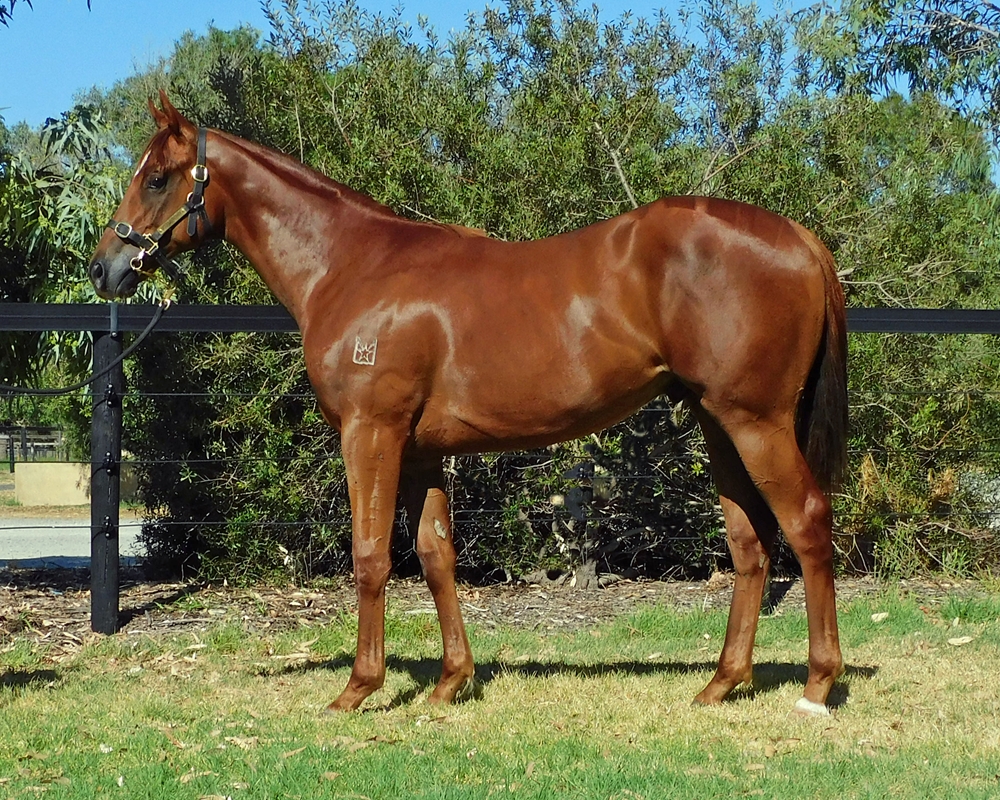 Marine One (AUS) / Comeback Star (AUS) 2024 Colt - Image 1