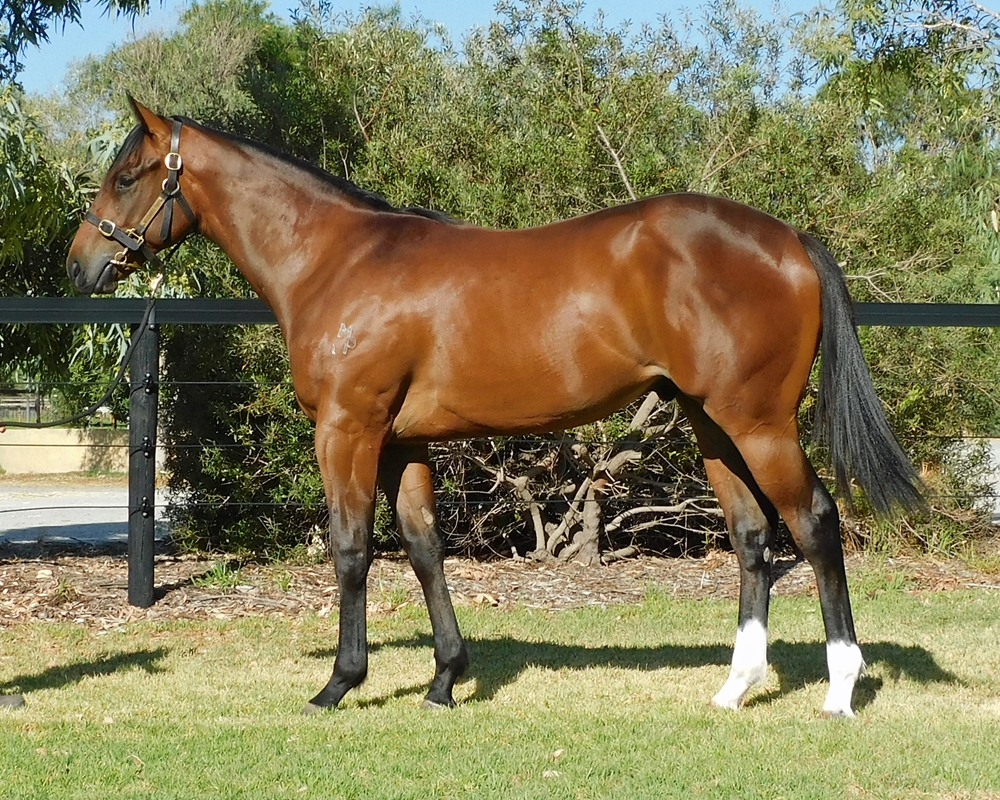 Spirit of Boom (AUS) / Controlocracy (AUS) 2024 Colt - Image 1