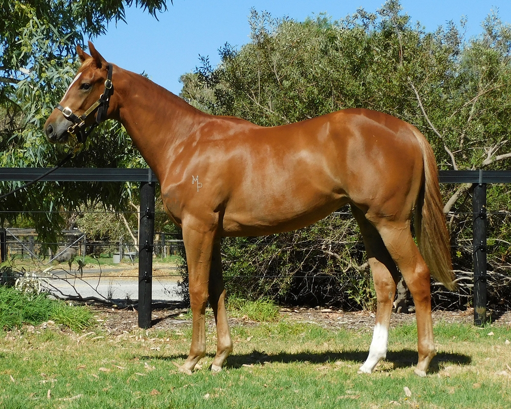 Marine One (AUS) / Jevelation (AUS) 2024 Filly - Image 1