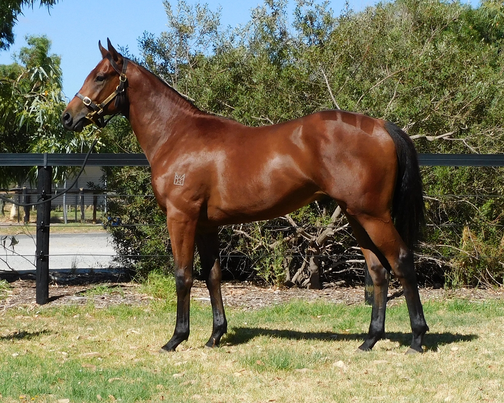 Marine One (AUS) / Kistos (AUS) 2024 Colt - Image 1