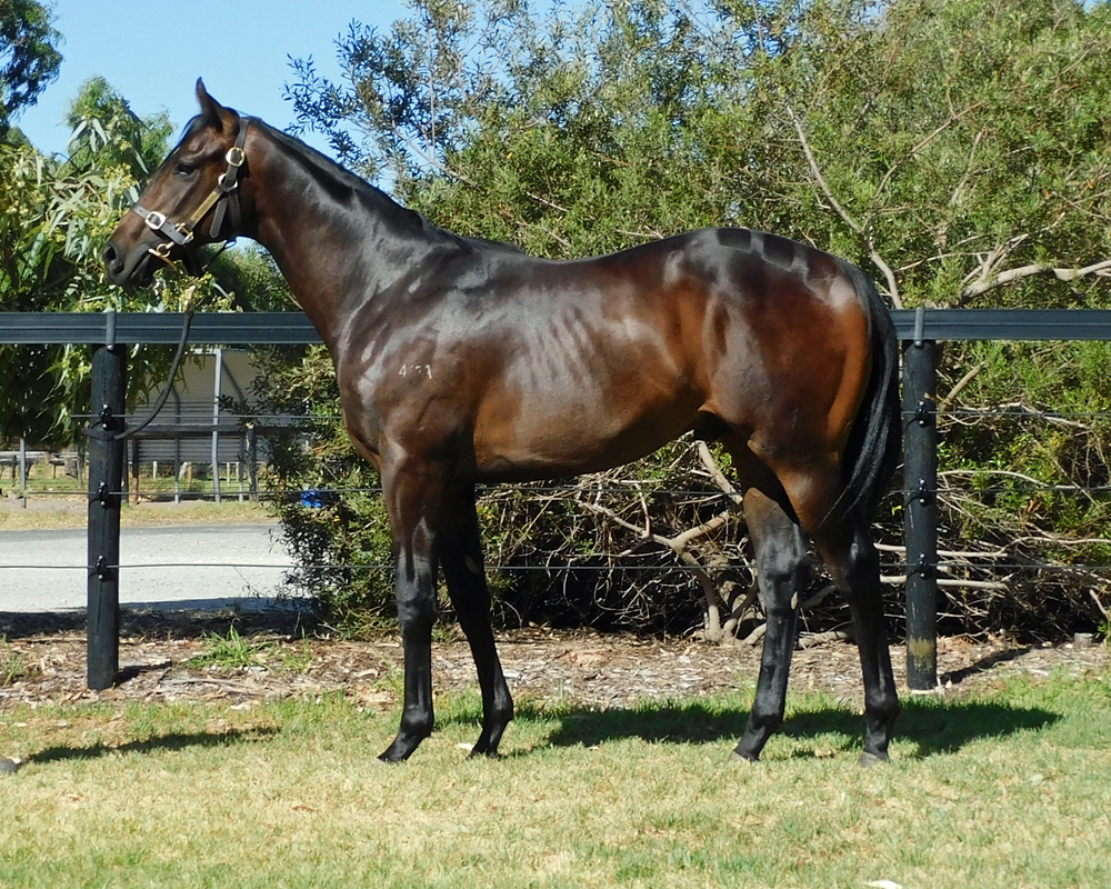 Marine One (AUS) / Magic and Danger (AUS) 2024 Colt - Image 1