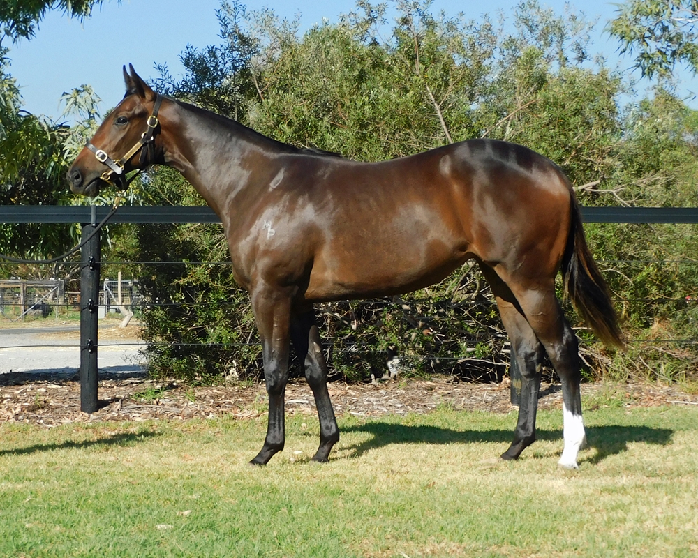 Safeguard (AUS) / Miss Academy (AUS) 2024 Filly - Image 1