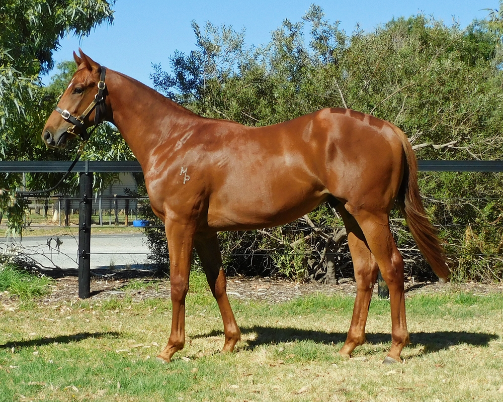 Marine One (AUS) / Poverty Point (AUS) 2024 Colt - Image 1