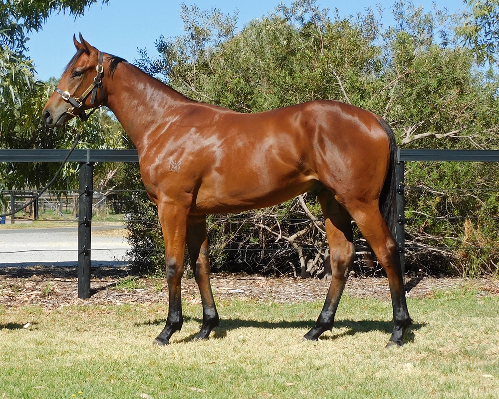 Marine One (AUS) / Toyland (AUS) 2024 Colt - Image 1