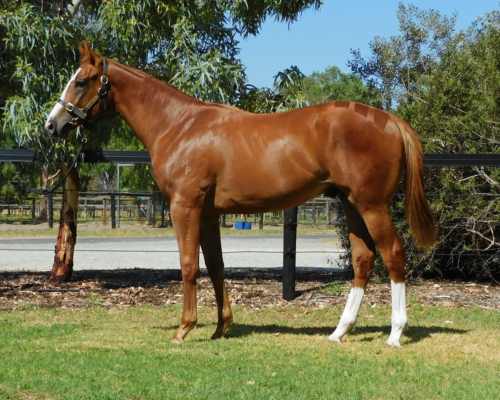 Marine One (AUS) / Castle Queen (AUS) 2024 Colt - Image 1