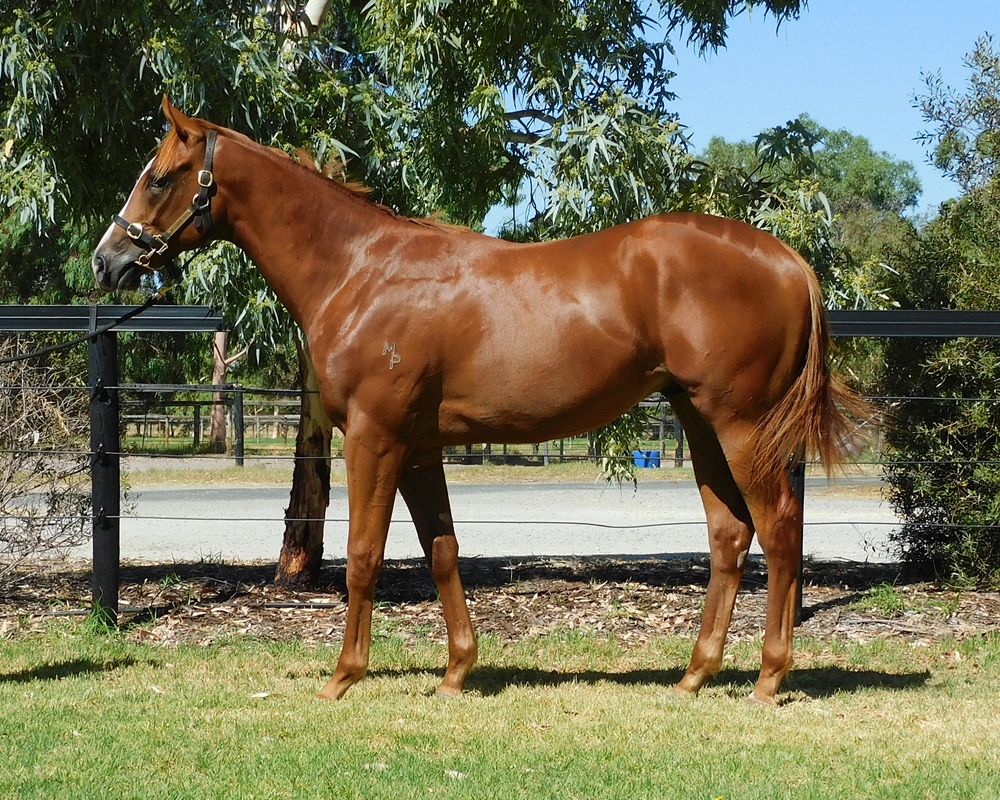 Marine One (AUS) / Go Daisy (AUS) 2024 Colt - Image 1