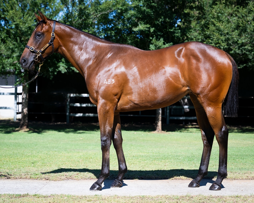 Nicconi (AUS) / Hot Goods (AUS) 2024 Filly - Image 1