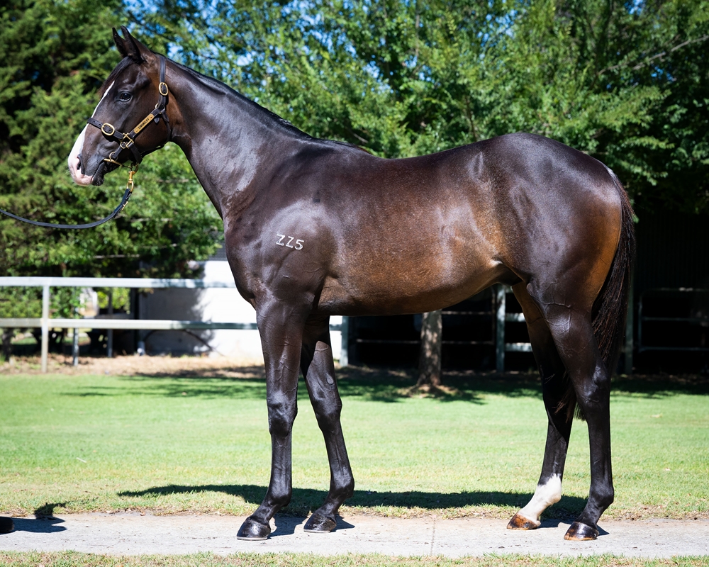 Maschino (AUS) / Peggie's Louise (AUS) 2024 G - Image 1