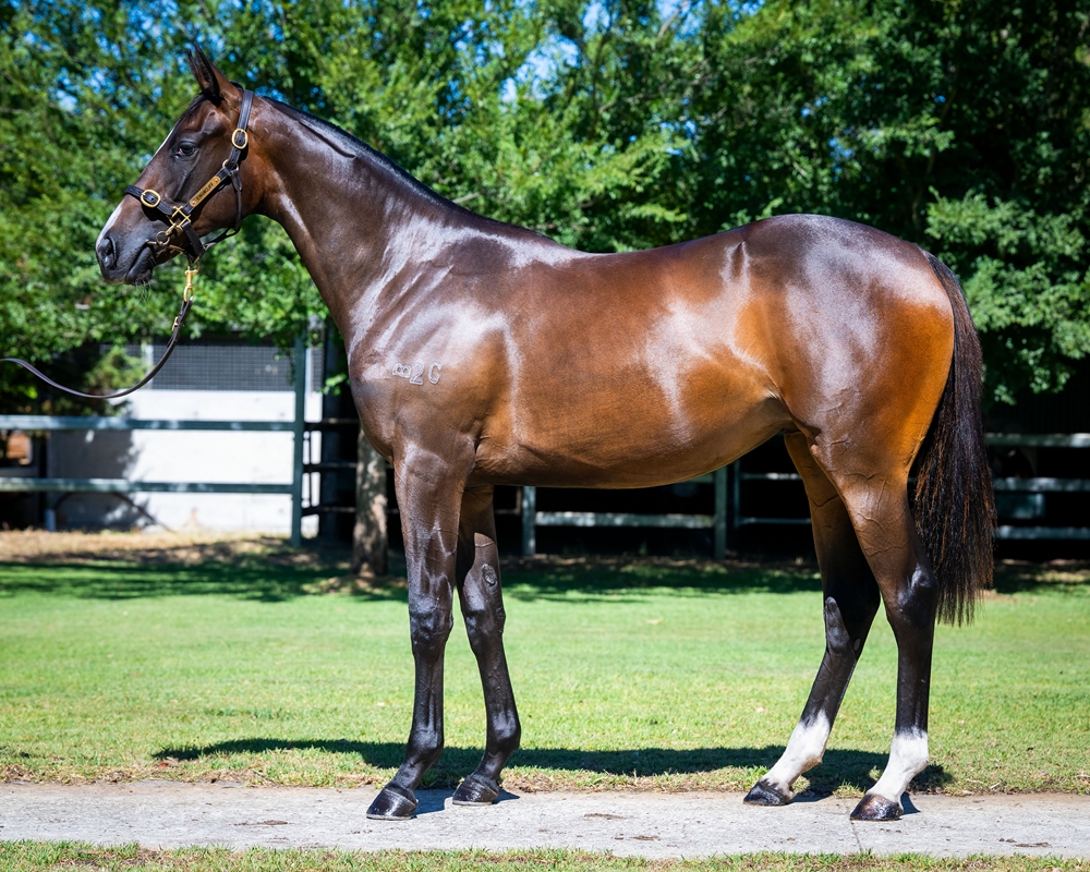 Dirty Work (AUS) / Light Up the Sky (AUS) 2024 Filly - Image 1