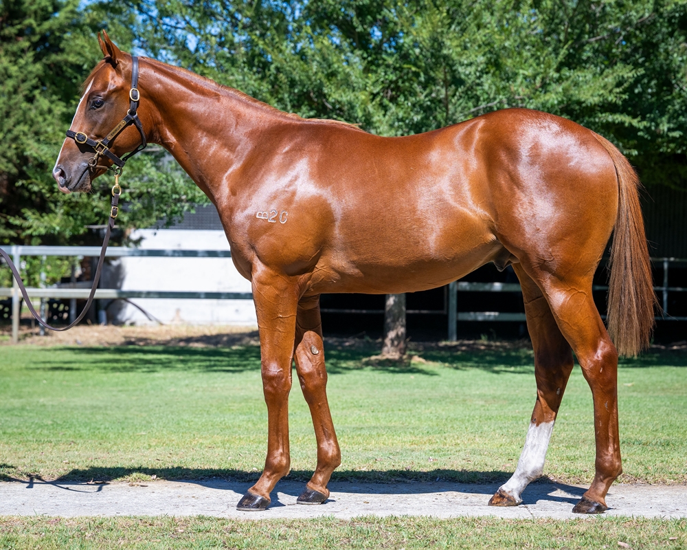 Splintex (AUS) / Magnalux (AUS) 2024 Colt - Image 1