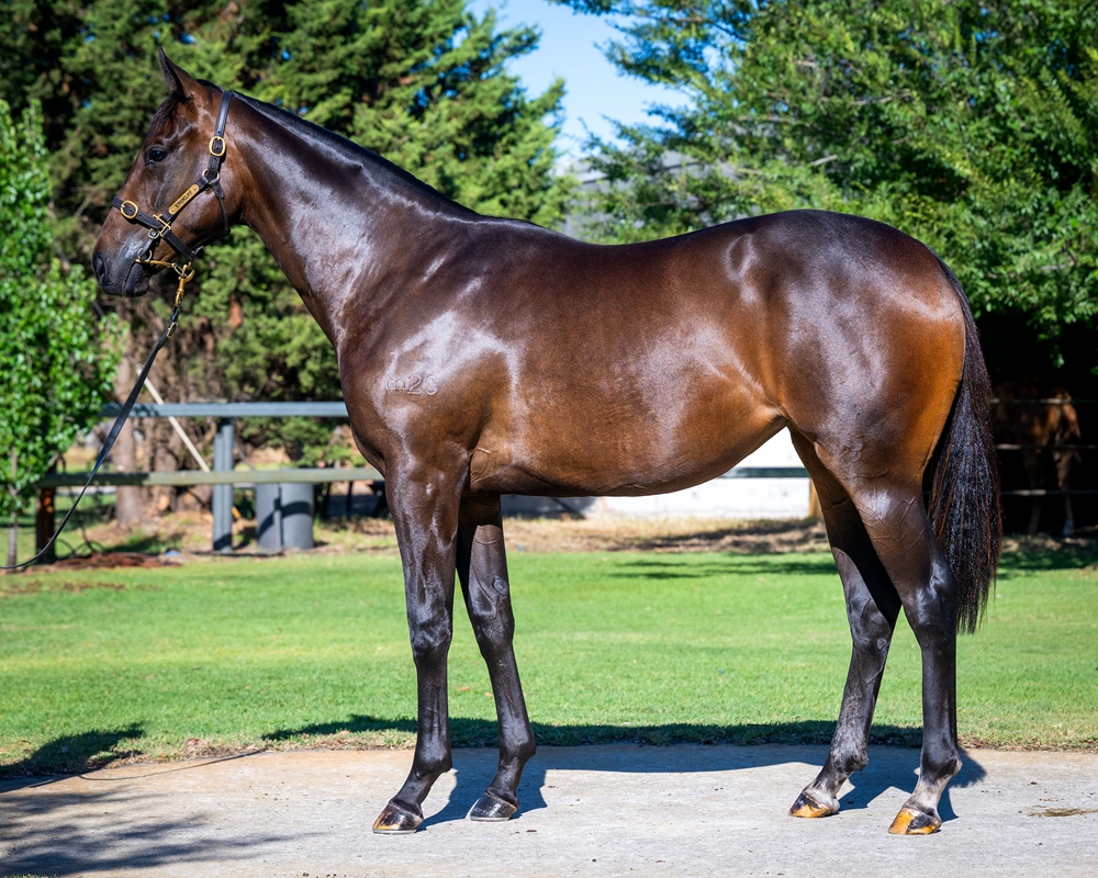 Sessions (AUS) / Mirabile Grace (AUS) 2024 Filly - Image 1