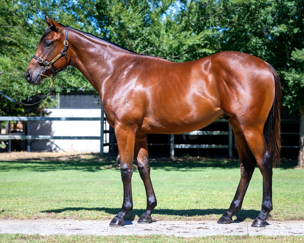 Pride of Dubai (AUS) / Universal Appeal (AUS) 2024 Colt - Image 1
