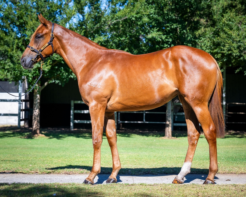 Ducimus (AUS) / Where's Thatdragon (AUS) 2024 Filly - Image 1