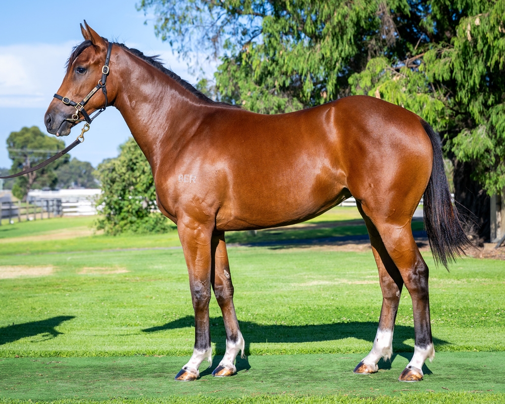 Aysar (AUS) / Rosebank (AUS) 2024 Filly - Image 1