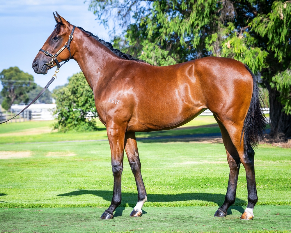 Wooded (IRE) / Tuscan Star (AUS) 2024 Filly - Image 1