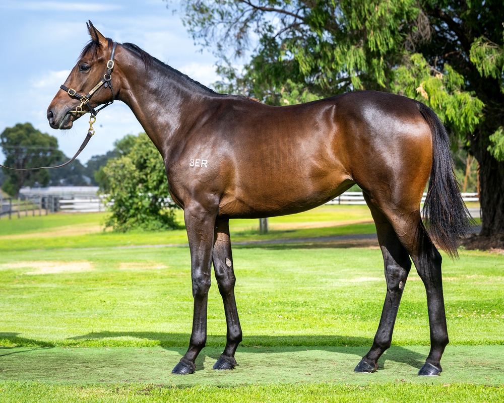 Playing God (AUS) / Cosmic Jeuney (AUS) 2024 Filly - Image 1