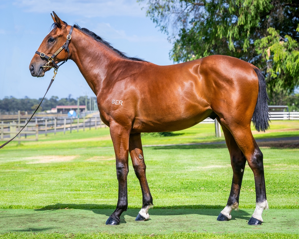 Aysar (AUS) / French Quarter (AUS) 2024 Colt - Image 1
