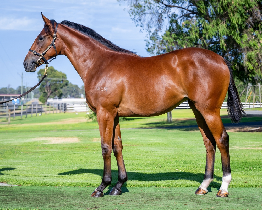 Aysar (AUS) / Plucky Rita (AUS) 2024 Filly - Image 1