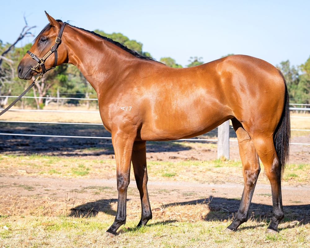 Aysar (AUS) / Porphyrio (AUS) 2024 Filly - Image 1
