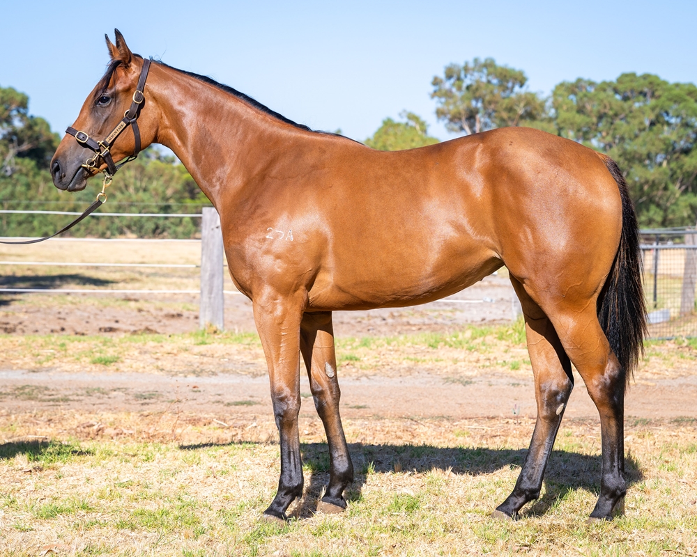Lightsaber (AUS) / A Fair Lady (AUS) 2024 Filly - Image 1