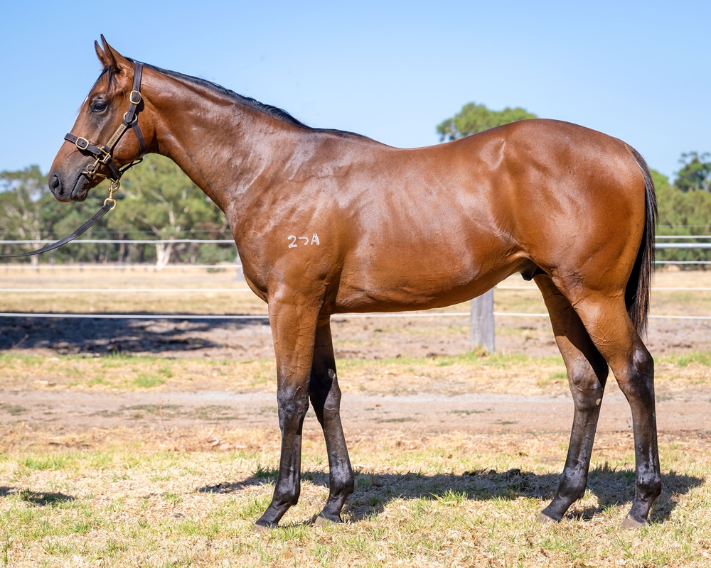 Maschino (AUS) / Bluest Sky (AUS) 2024 Colt - Image 1