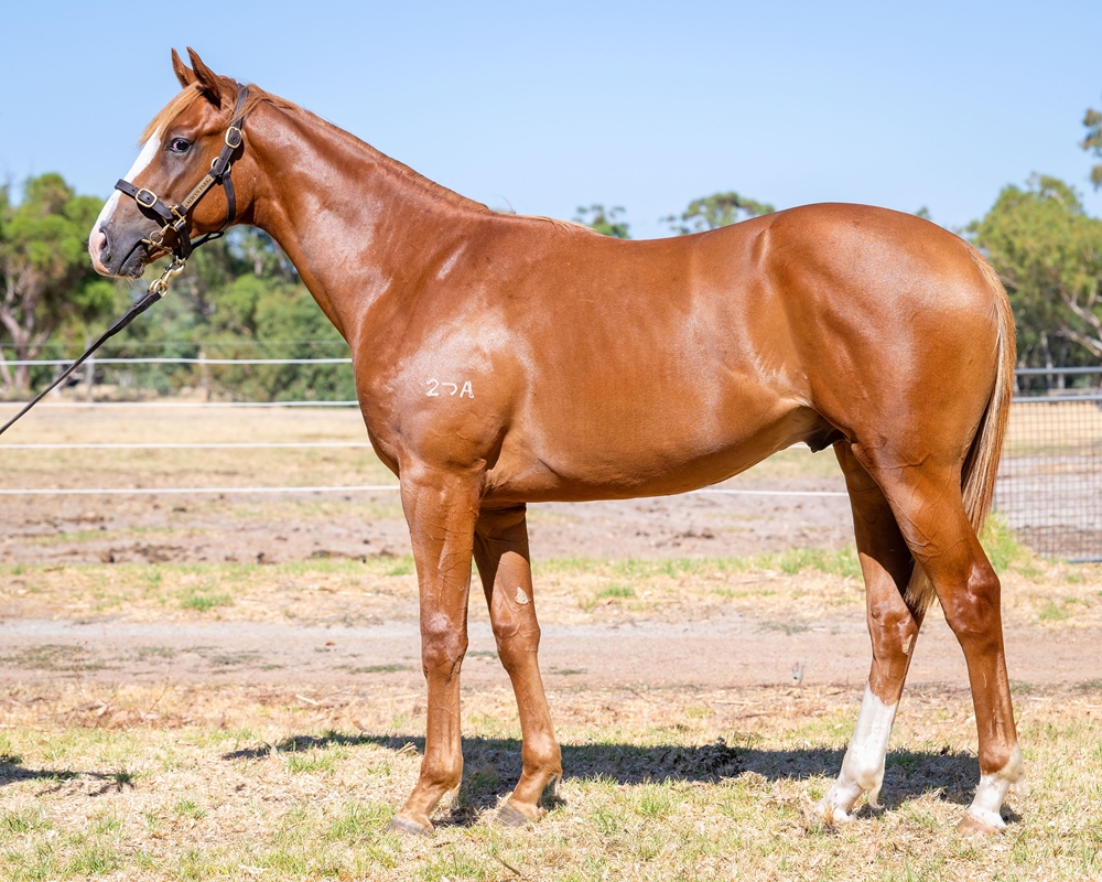 Aysar (AUS) / Classical Snow (AUS) 2024 Colt - Image 1