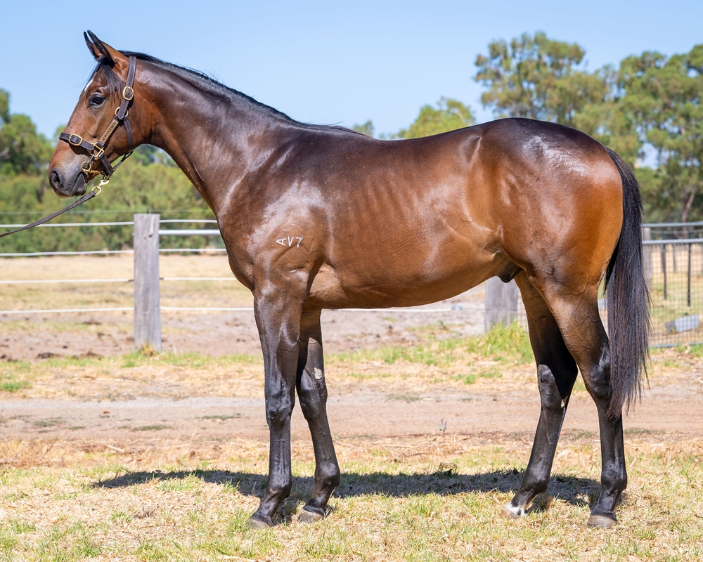 Playing God (AUS) / Clear Blue Sky (AUS) 2024 Colt - Image 1