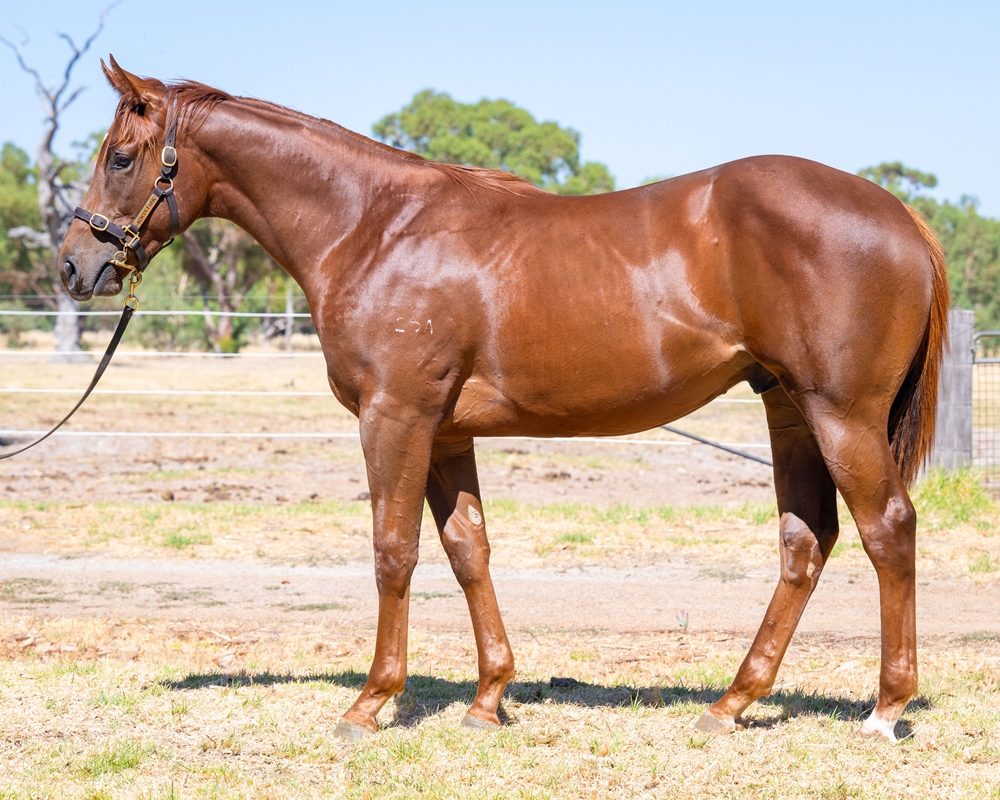 Shooting to Win (AUS) / Champagne Bubbles (AUS) 2024 Colt - Image 1