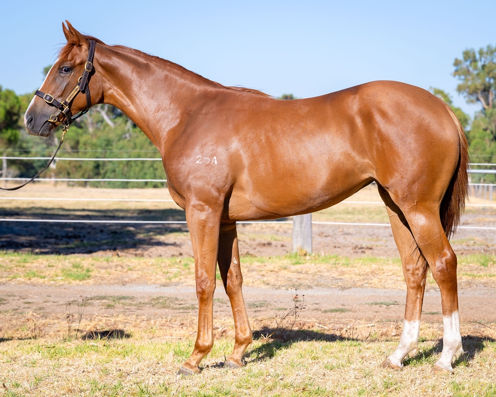 Aysar (AUS) / Disco Miss (AUS) 2024 Filly - Image 1