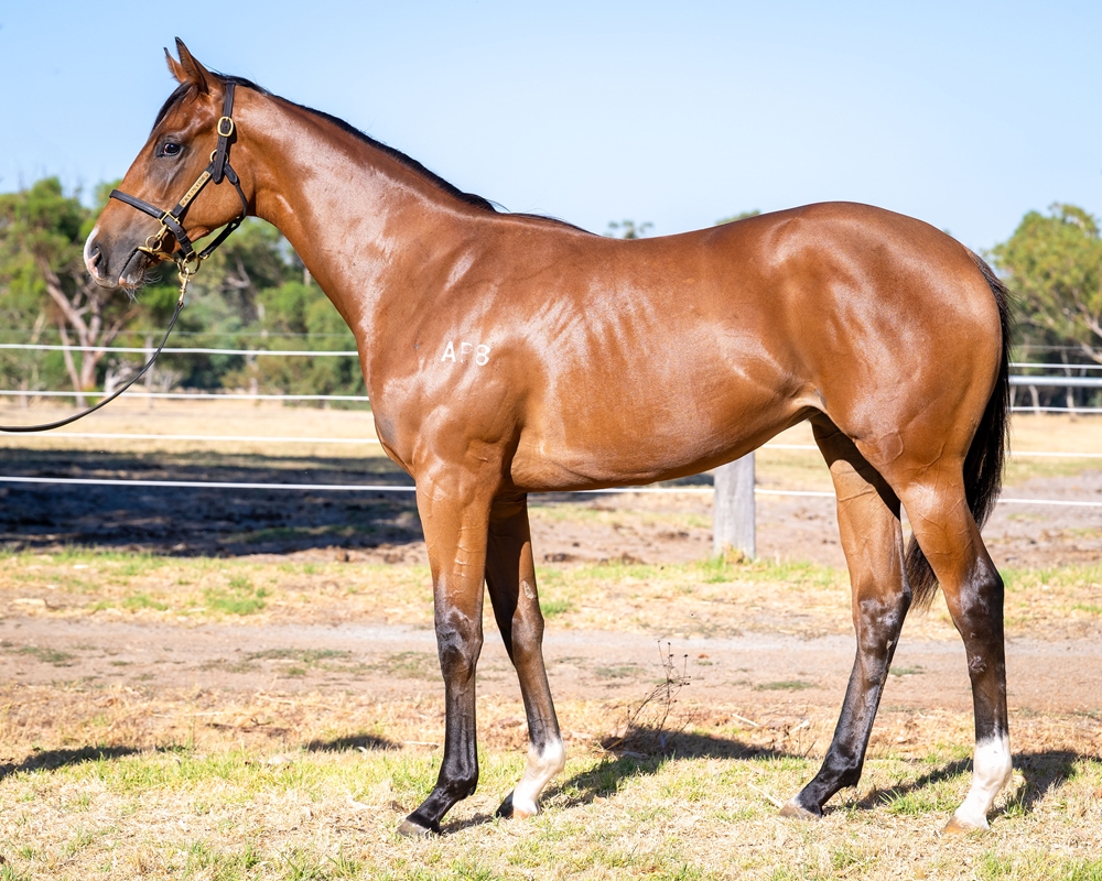 Nicconi (AUS) / Fairedu (AUS) 2024 Filly - Image 1