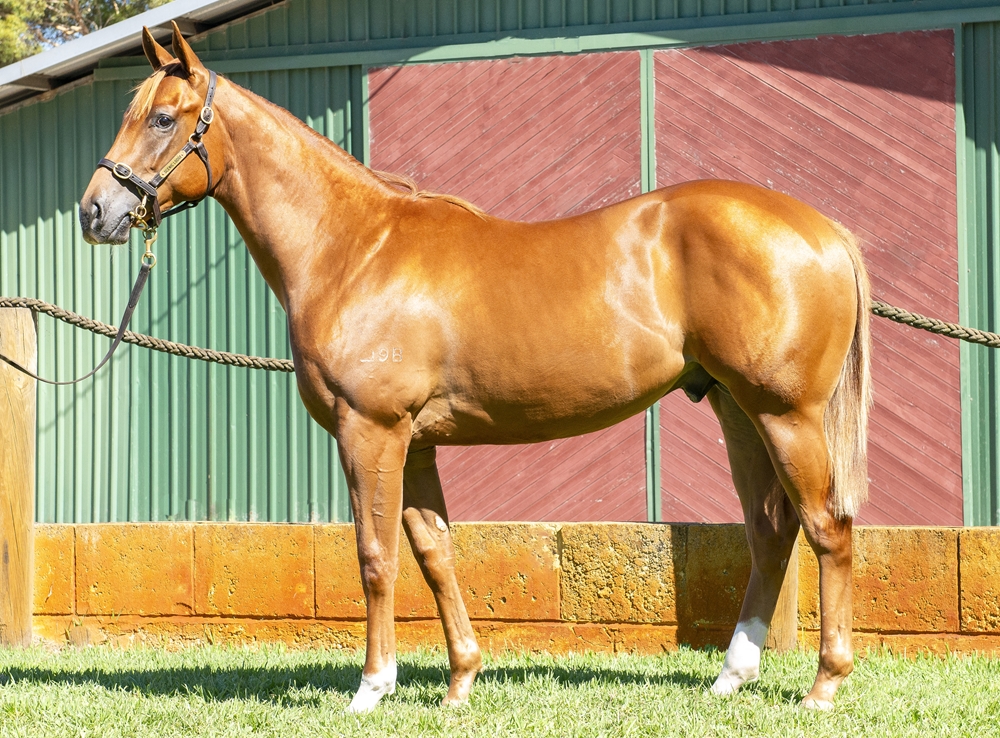 Aysar (AUS) / Poker Face (AUS) 2024 Colt - Image 1