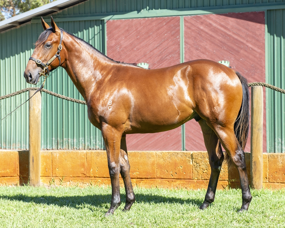 Earthlight (IRE) / Pouakai (AUS) 2024 Colt - Image 1