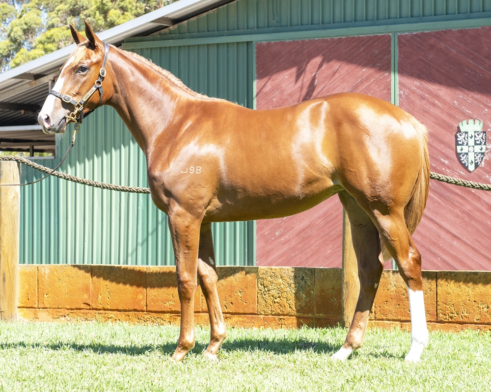 Tiger of Malay (AUS) / Secret Nova (AUS) 2024 Filly - Image 1