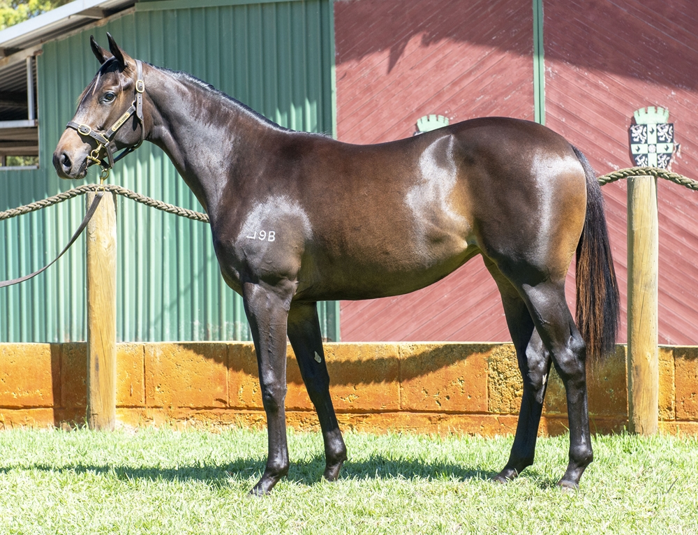 Portland Sky (AUS) / Dreamalong (AUS) 2024 Filly - Image 1