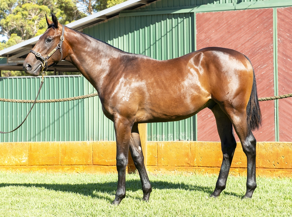 Nicconi (AUS) / Gemalileo (AUS) 2024 Colt - Image 1