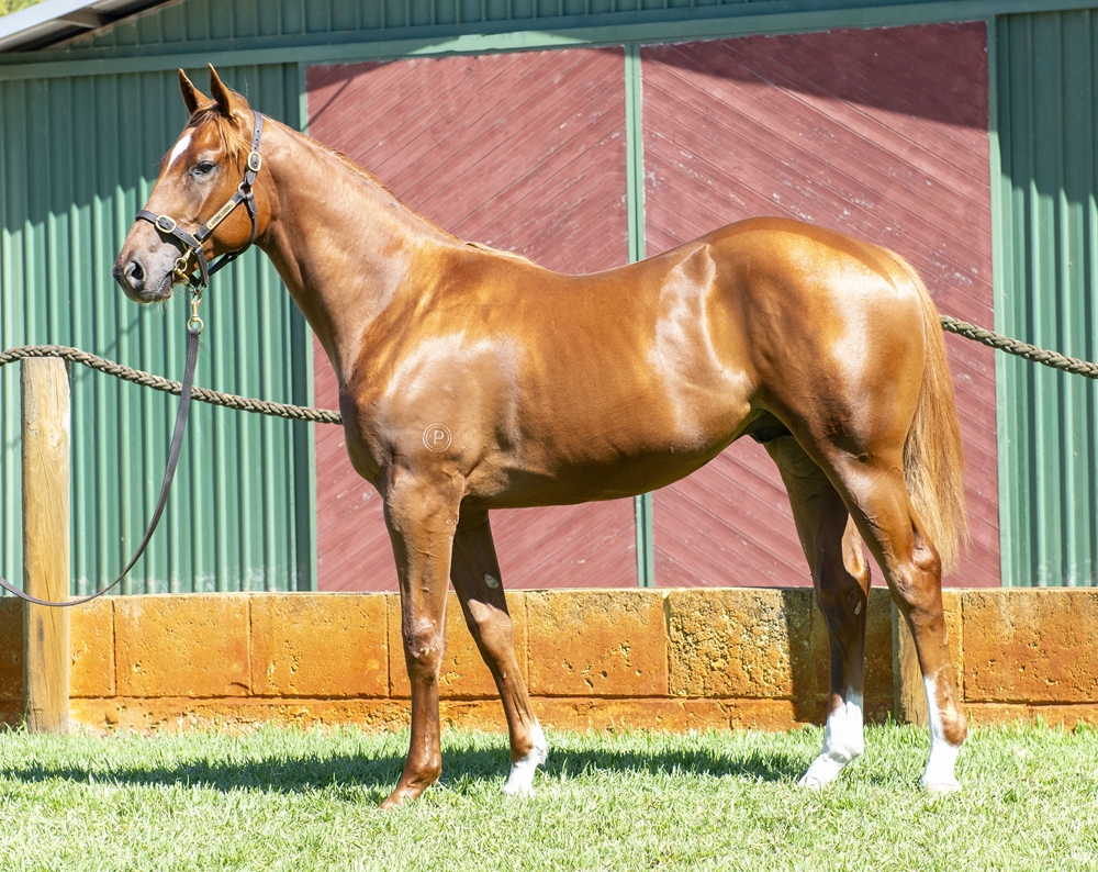 Manhattan Rain (AUS) / Jessej (AUS) 2024 Colt - Image 1