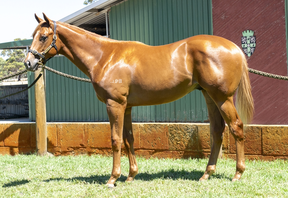 Universal Ruler (AUS) / Koonya (AUS) 2024 Colt - Image 1