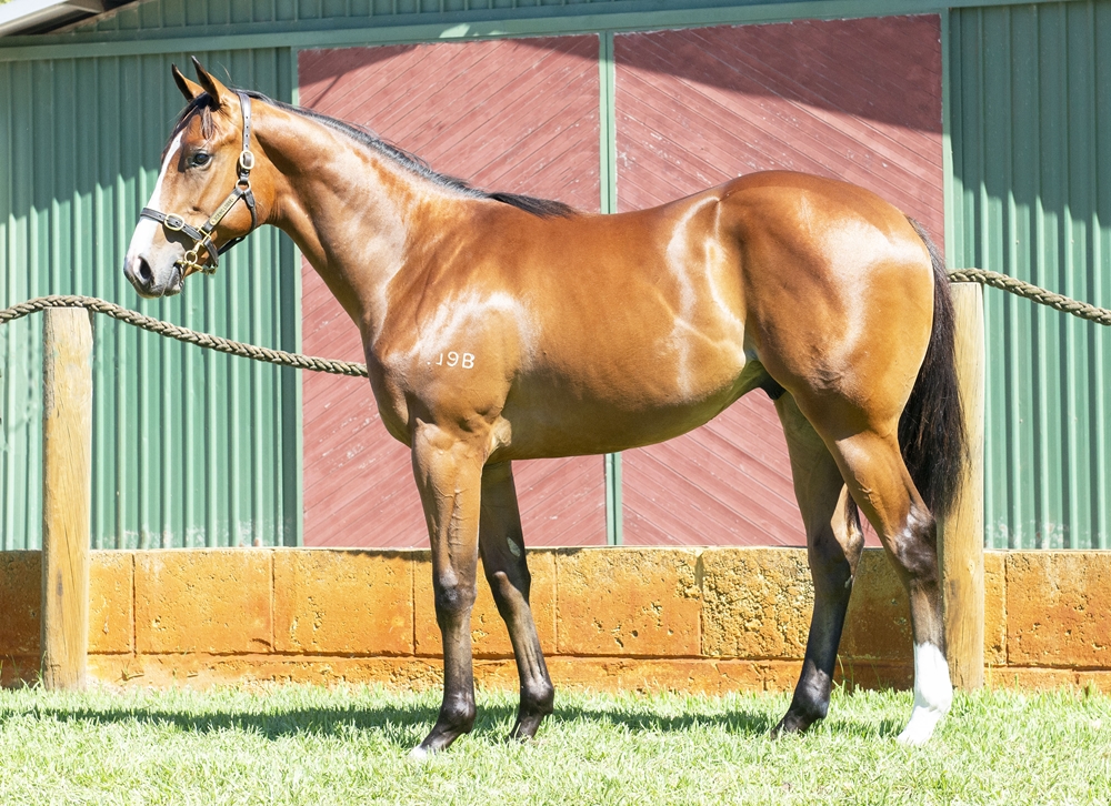 Universal Ruler (AUS) / Miss Mushu (AUS) 2024 Colt - Image 1