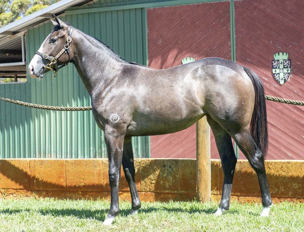 Maschino (AUS) / Pale (AUS) 2024 Filly - Image 1