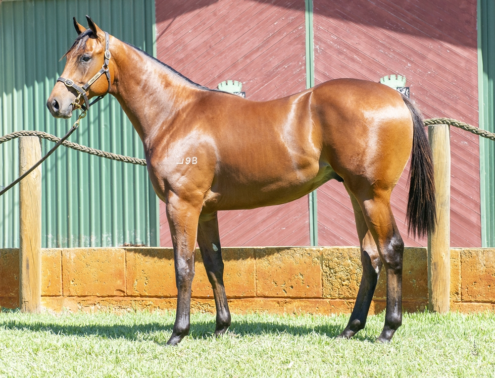 Acrobat (AUS) / True Storm (AUS) 2024 Colt - Image 1