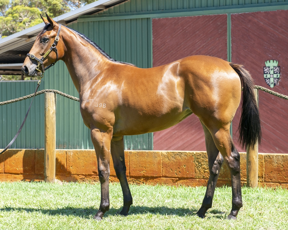 Universal Ruler (AUS) / Adore Me (AUS) 2024 Filly - Image 1
