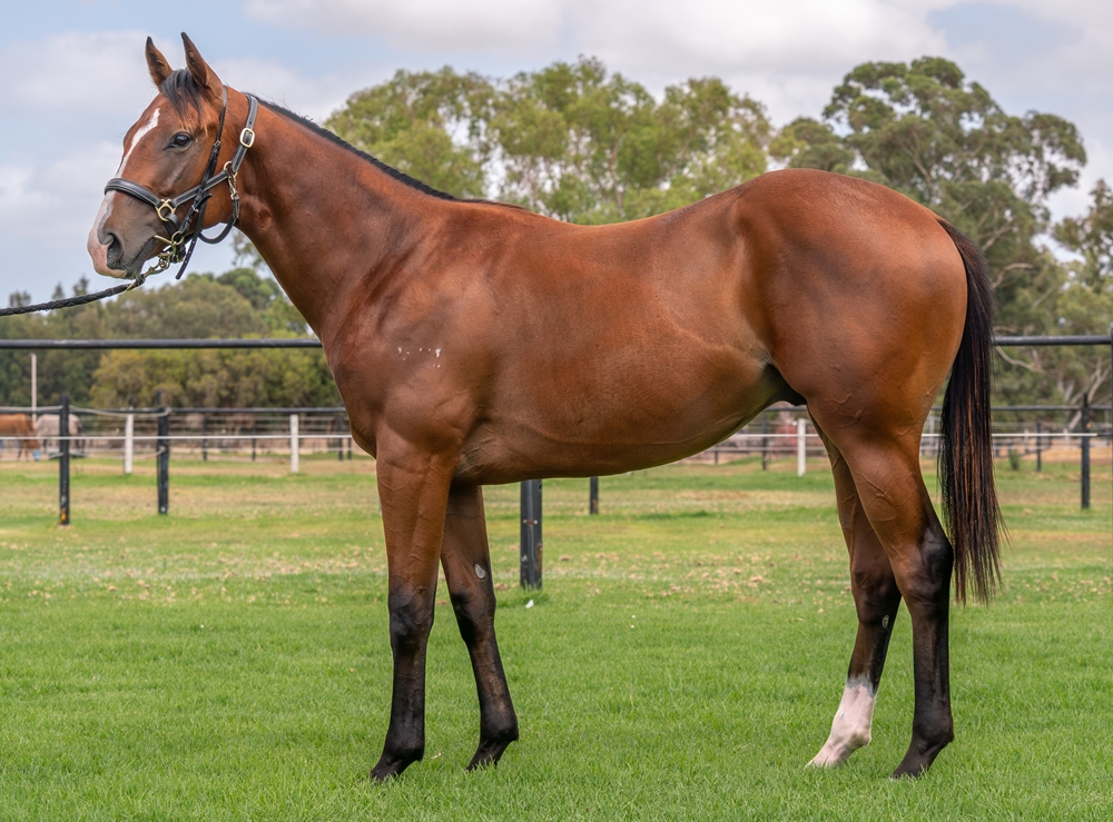 Splintex (AUS) / Bantry Bay (AUS) 2024 Colt - Image 1