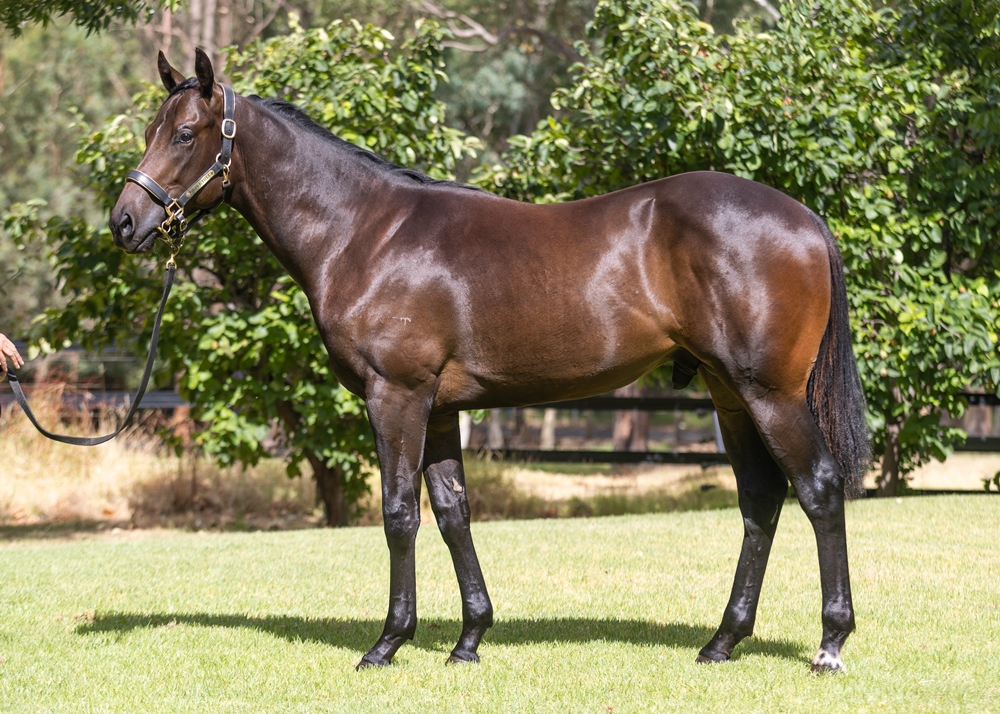 Toronado (IRE) / Prating (AUS) 2024 Colt - Image 1