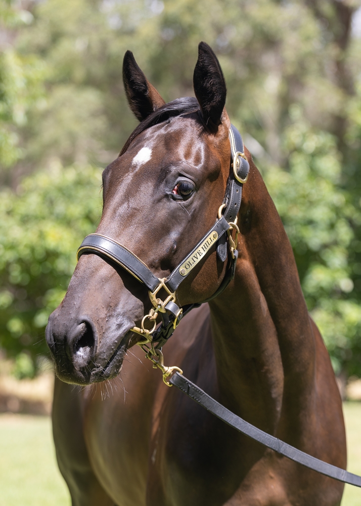 Pierro (AUS) / Cristofina (AUS) 2024 Colt - Image 2