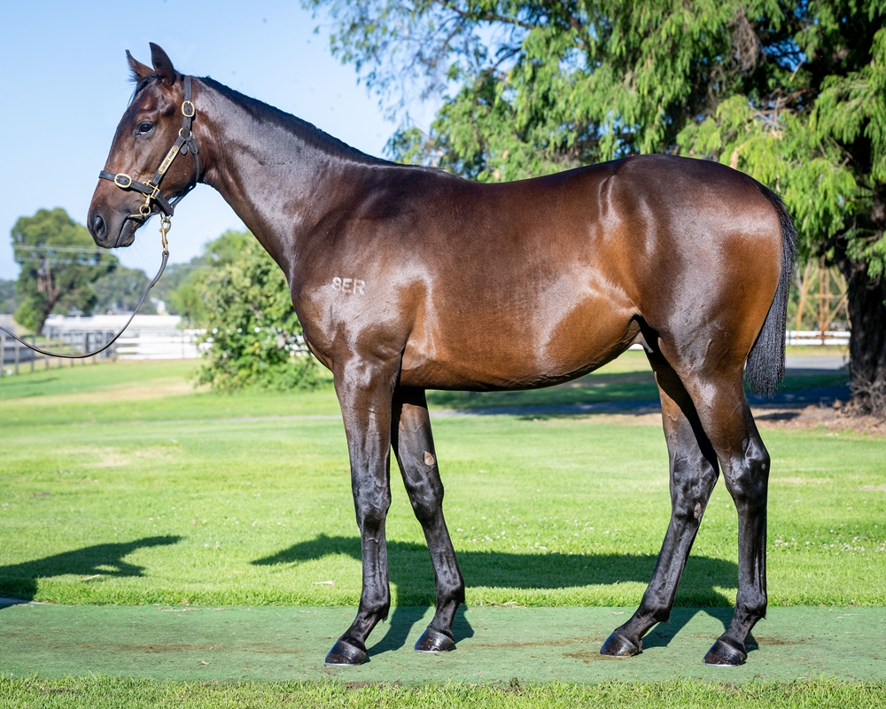 Sessions (AUS) / Miss Matilda (AUS) 2024 Colt - Image 1